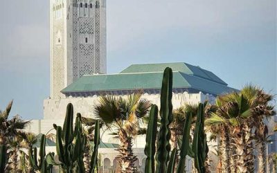 Un Paseo por los Jardines Exóticos de Marruecos: Majorelle, Menara y Agdal